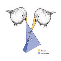 The blind gap in avian binocular vision